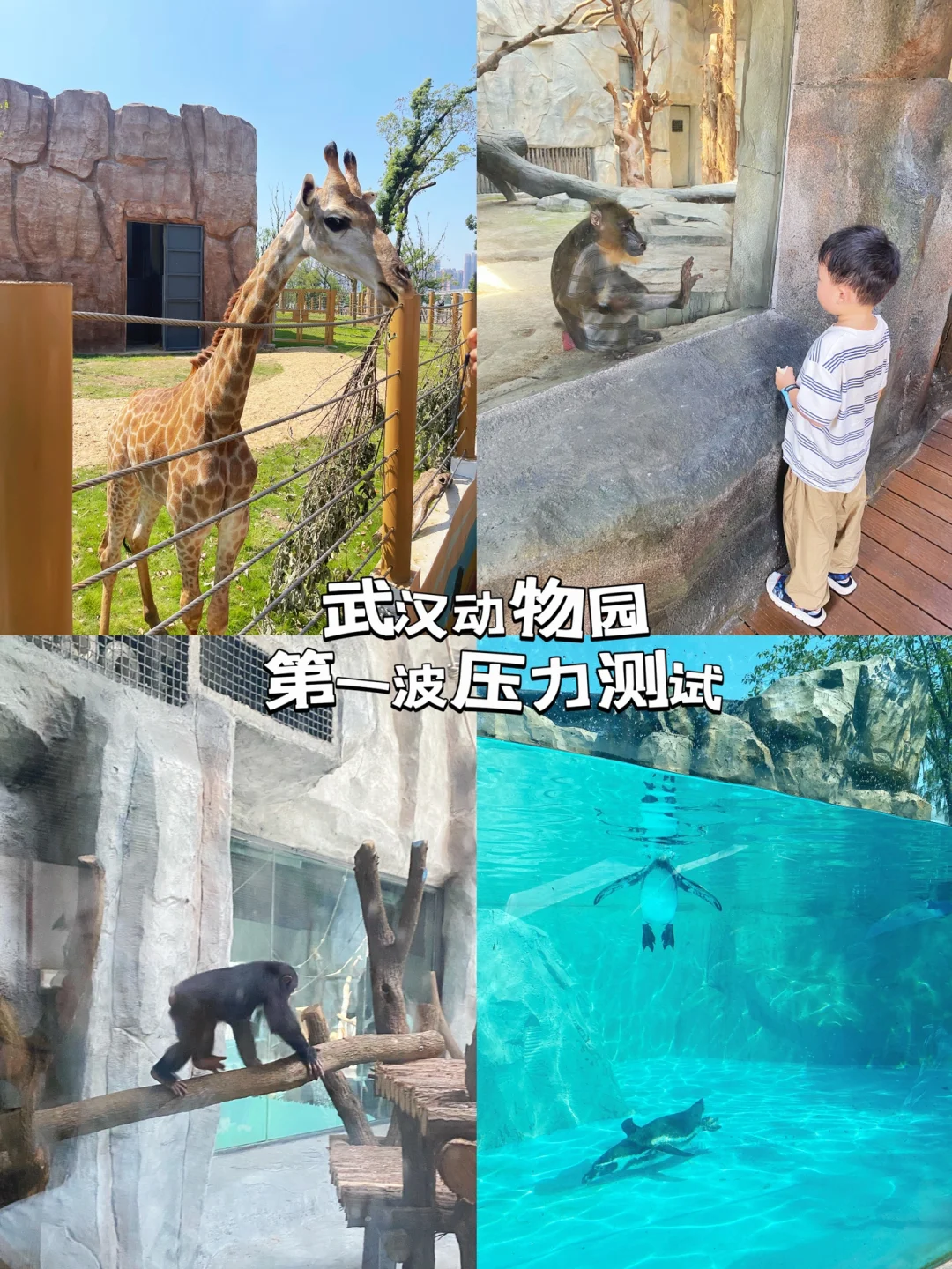 武汉动物园压力测试，我终于进来啦❗看攻略