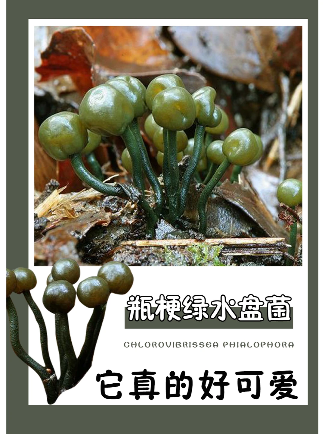 它好像一颗绿色的棒棒糖~