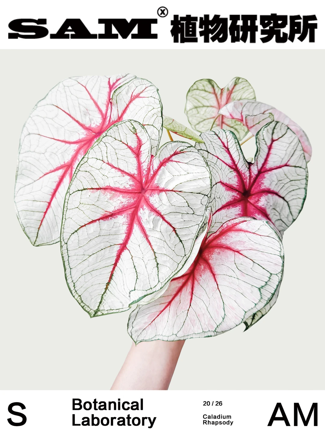 狂想曲彩叶芋｜Caladium Bicolor Ait. Vent.