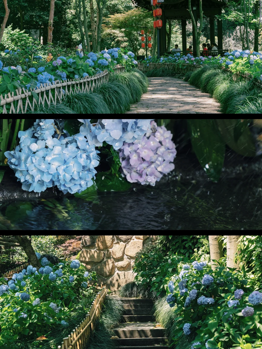 真服了杭州人的审美‼️永福禅寺绣球花美爆了