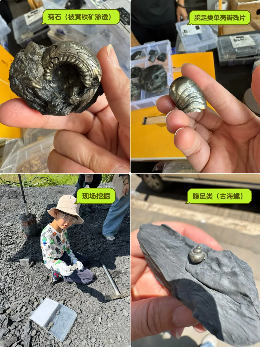 🌿如何挖到金光闪闪真化石，2.73亿年二叠纪