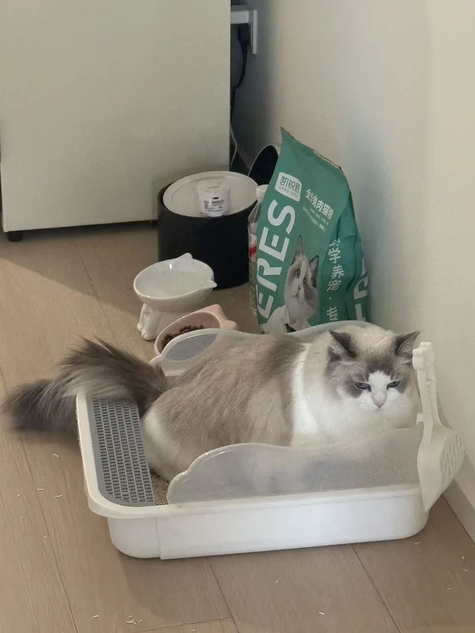 猫猫为什么一直蹲在猫砂里😭
