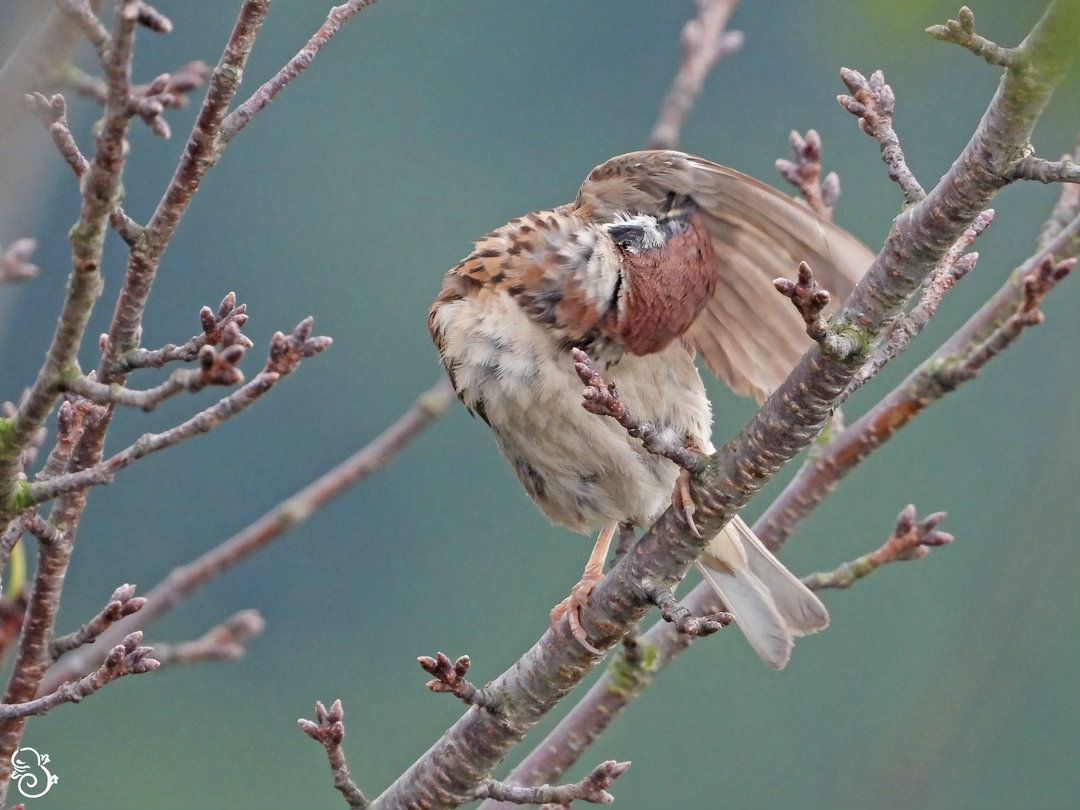 毛烂烂的小麻雀梳理一下翅膀，真是令人羡慕的颈椎[淡淡的] ​​​