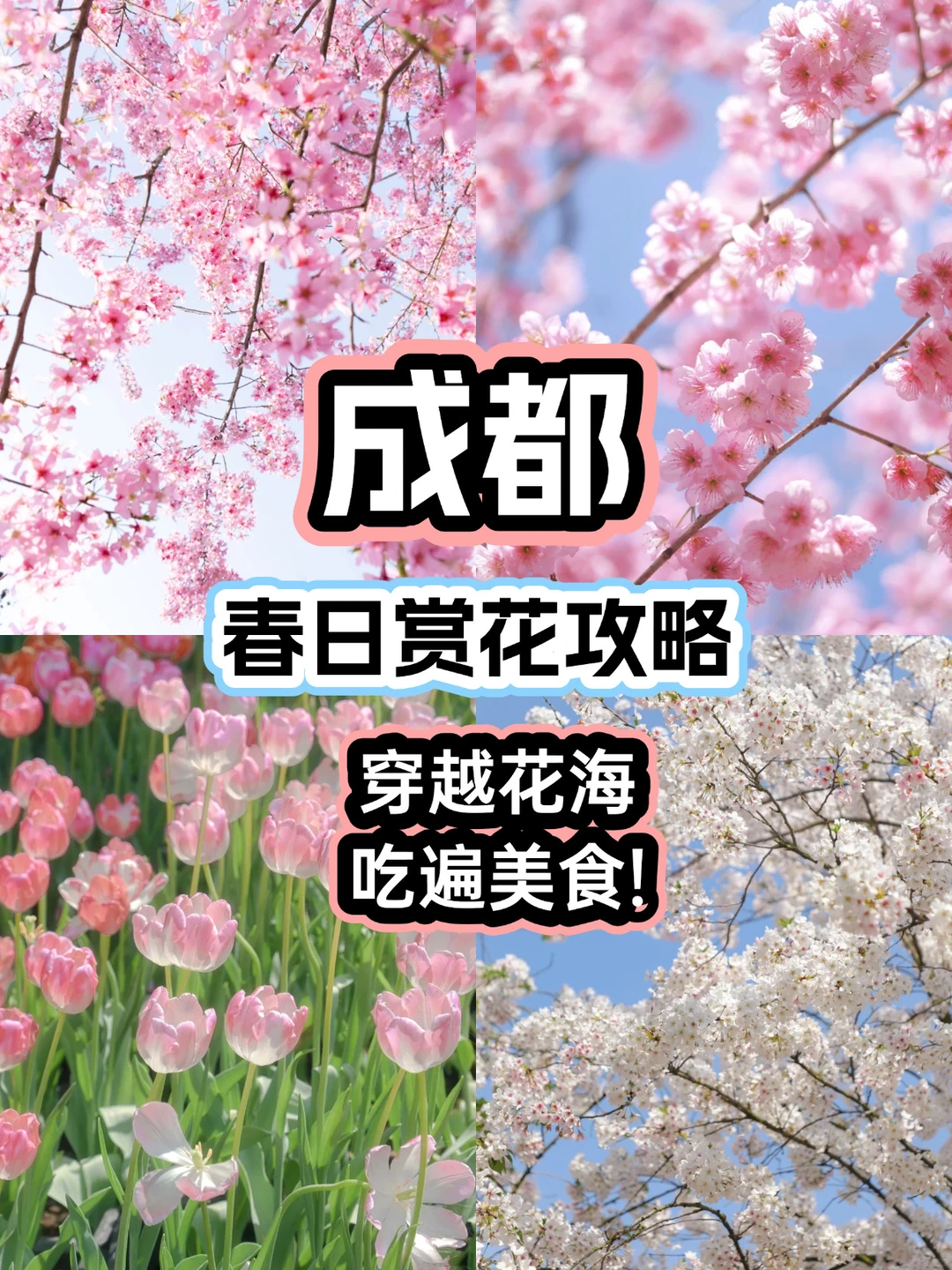 成都赏花全攻略｜2-4月花期地图🗺️