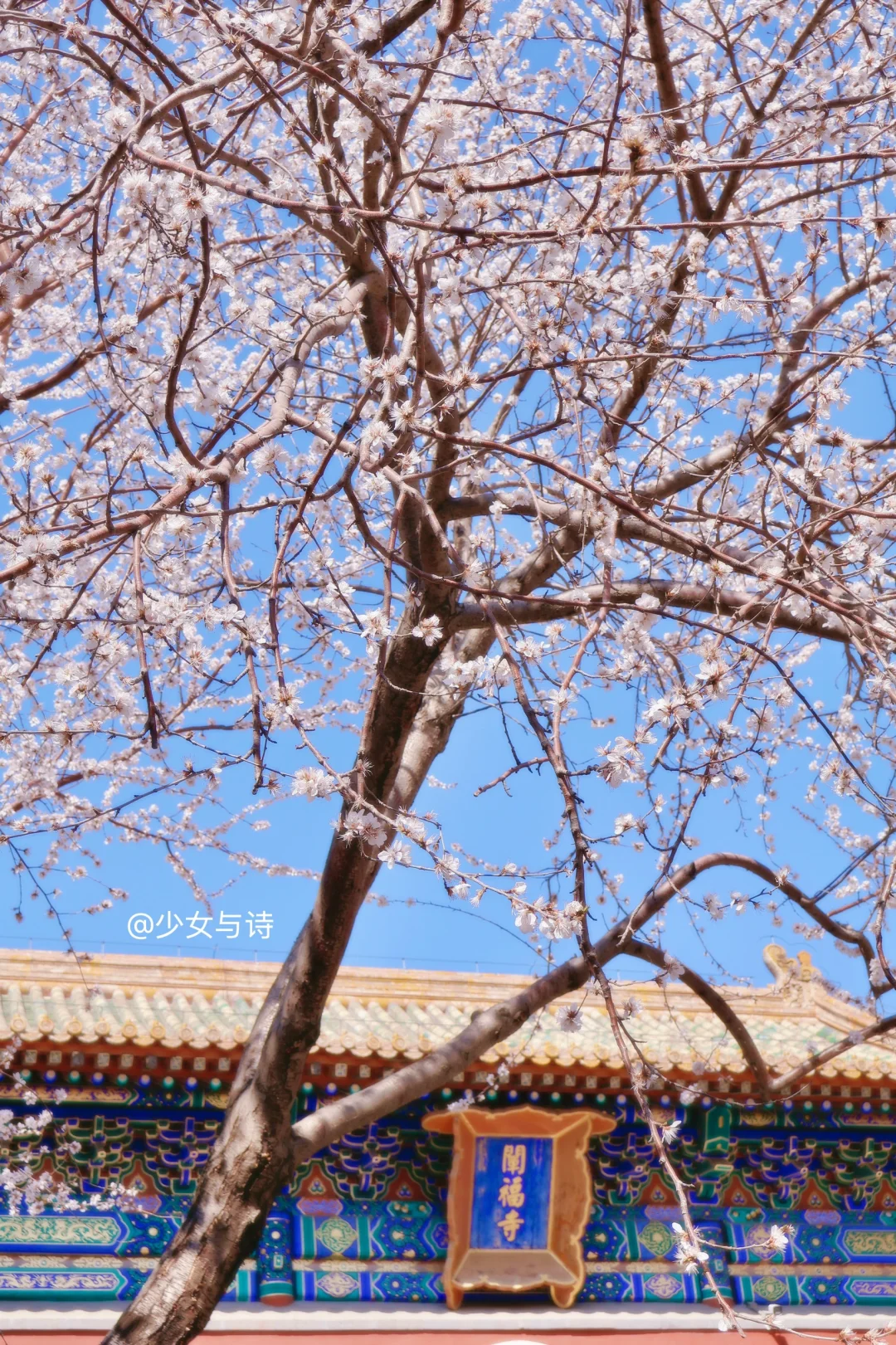 3.16实况丨北海公园【桃花】【玉兰花】🌸攻略‼️