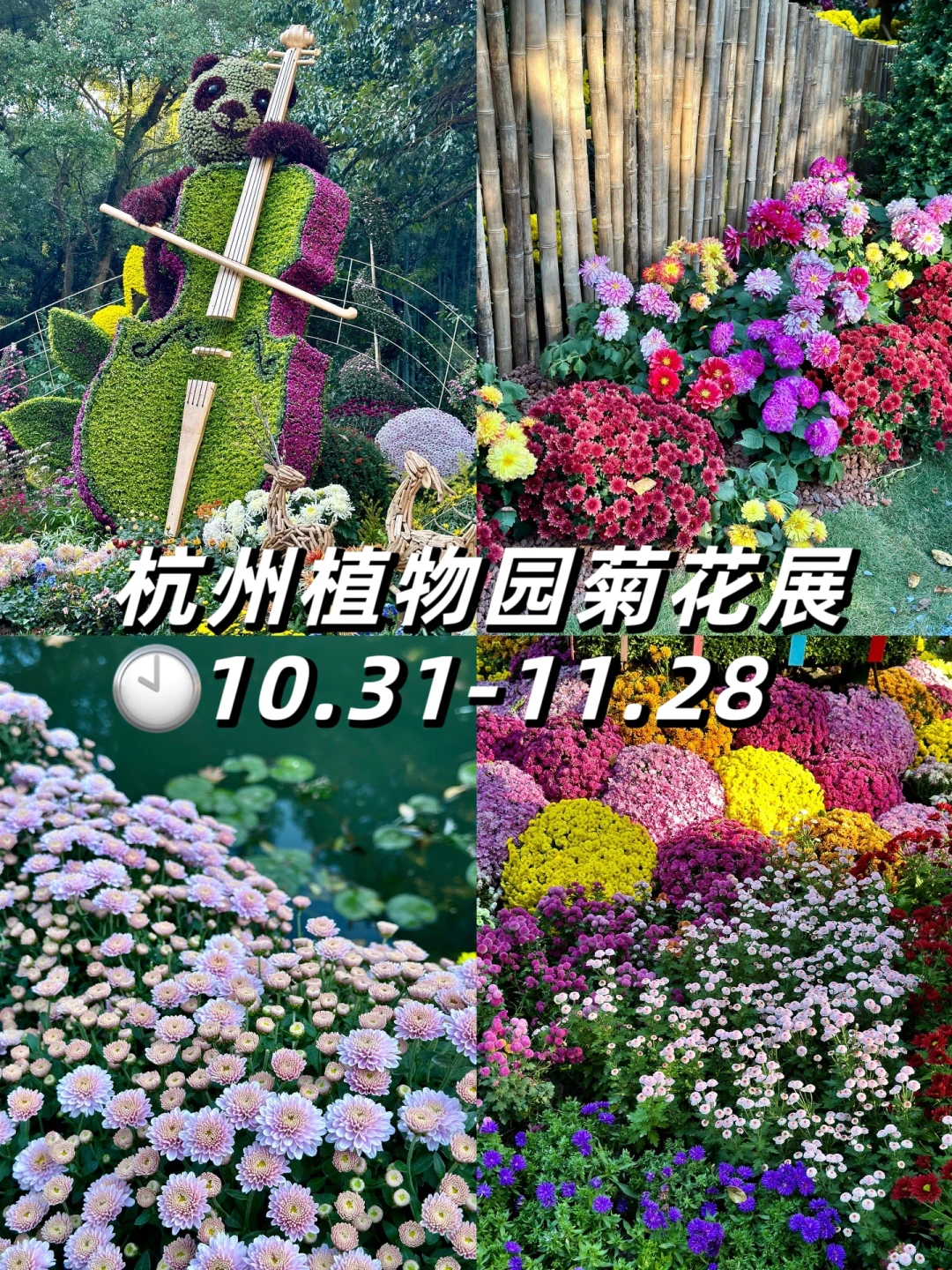 有被杭州菊花展惊艳到！就在杭州植物园！
