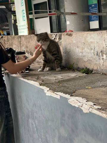 1:散步路上的可爱猫猫<br />2:上班的夕阳<br />3:学生送...