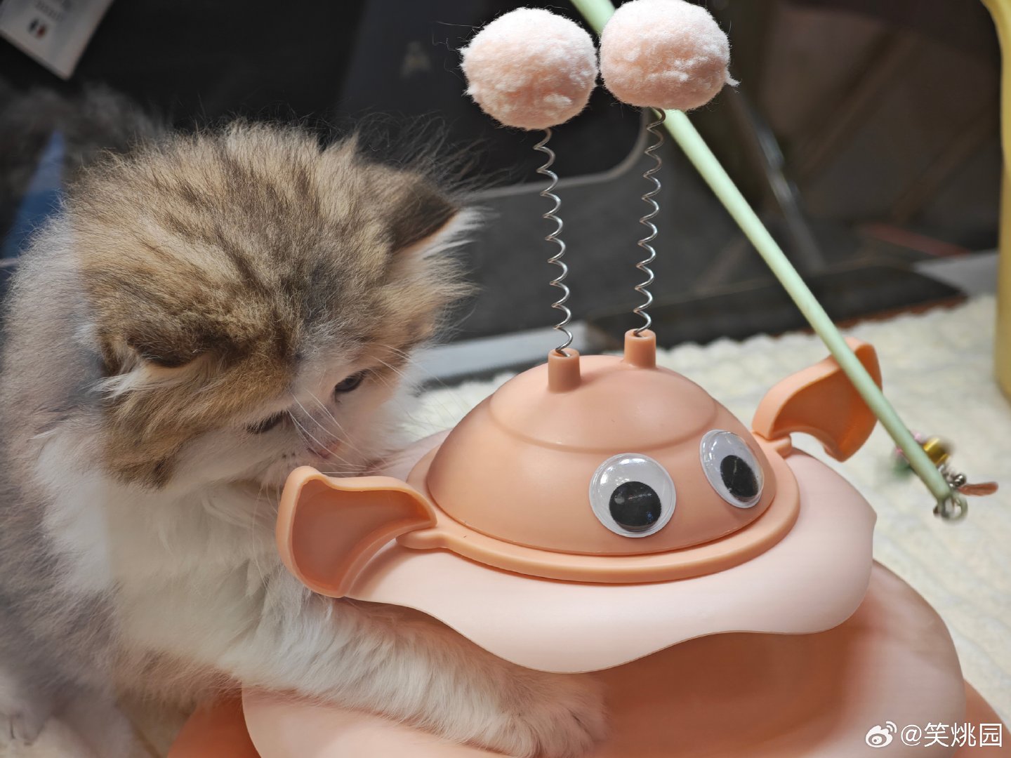 今天小可爱驾到，就说你喜不喜欢吧。
#宠物##宠物日常##猫##摄影[超话]# ​