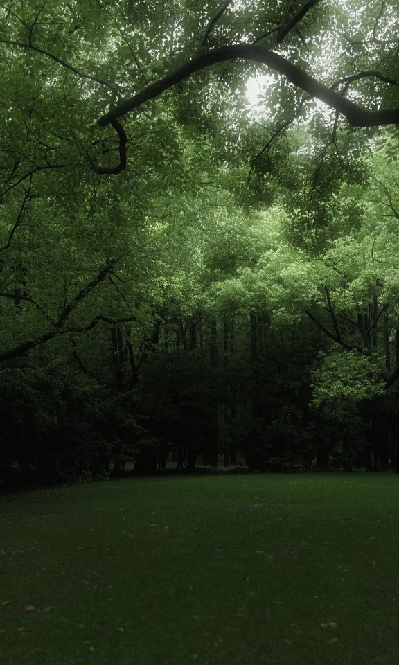 大概没有人会不爱🍃雨天的共青森林公园