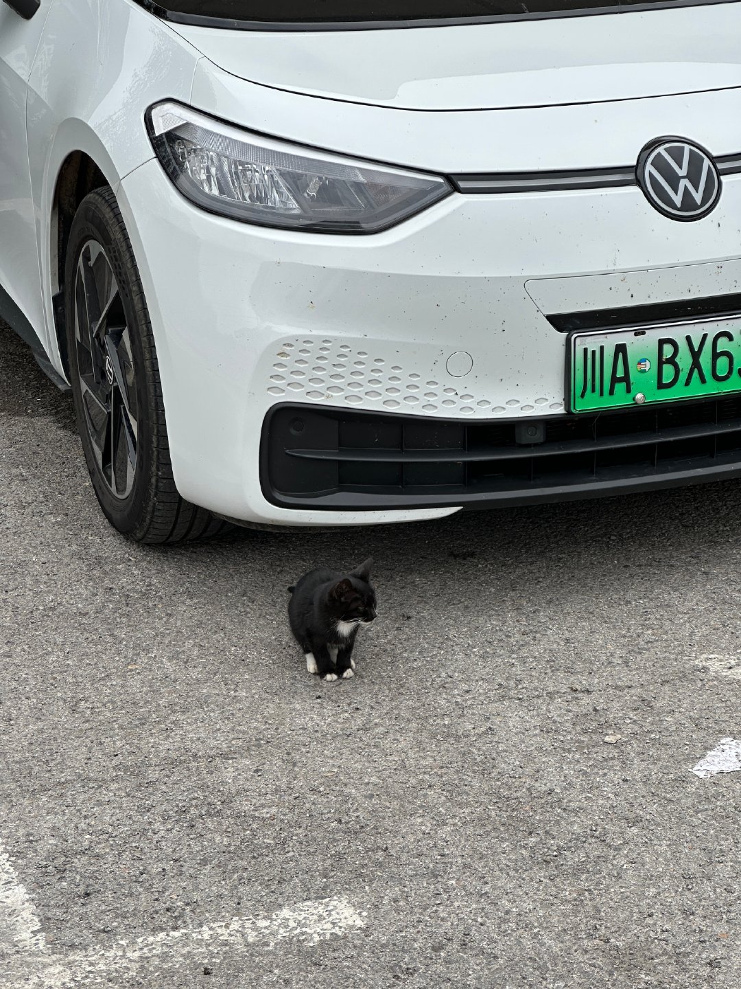 服务区的流浪猫 ​