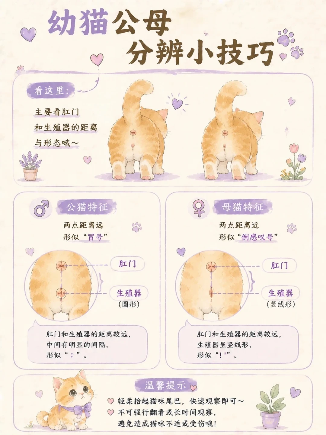 幼猫公母分辨小技巧、你家猫咪是哪种