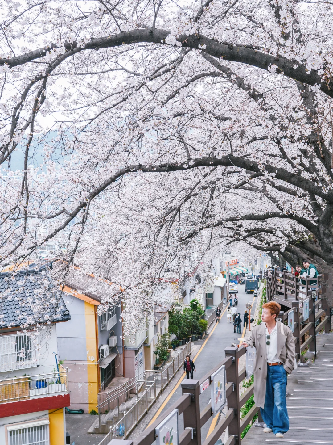 3.30釜山樱花实况❗️8⃣️个🌸打卡机位果断冲