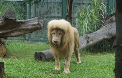 去年去广州动物园没有看见阿杭🦁，刘海狮子实在是太独特。本来和 ttw...