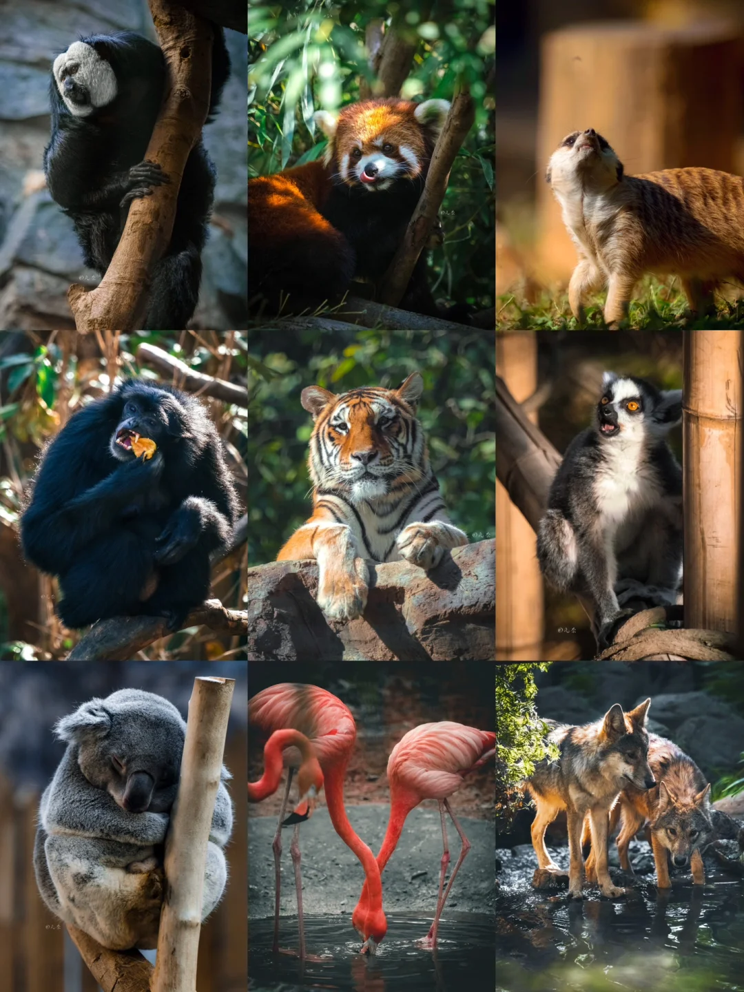 南京动物园丨我猜这是你离动物最近的一次🐒