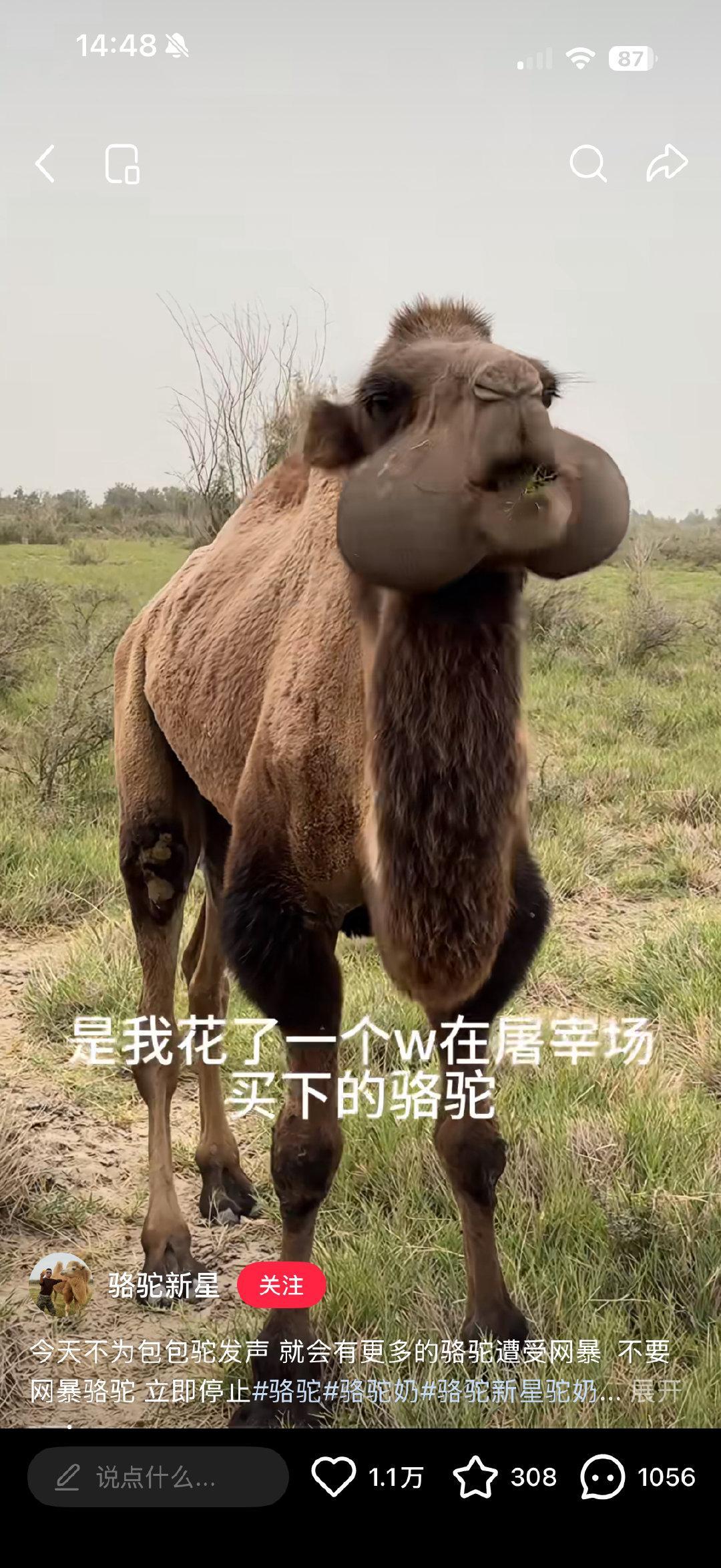 小红薯的审核真的绝了，这是一个专门饲养骆驼的博主，每天就发发骆驼的日常视频和美照啥的，然后他的一条视频突然被平台给下架了，给出的理由是：骆驼面部的凸起部位容易引发低俗联想 ​