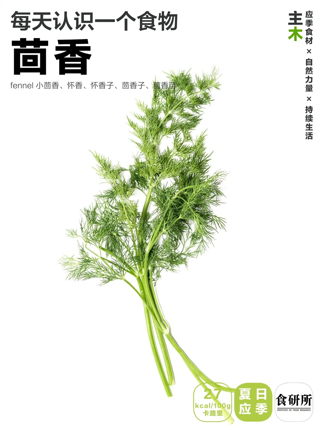 🍅🥬茴香南北差异这么大吗？