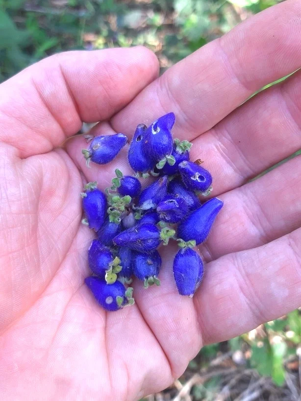 开花了！蓝色浆果～Coccocypselum