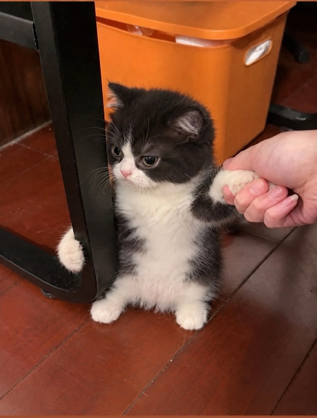 🐈 ​