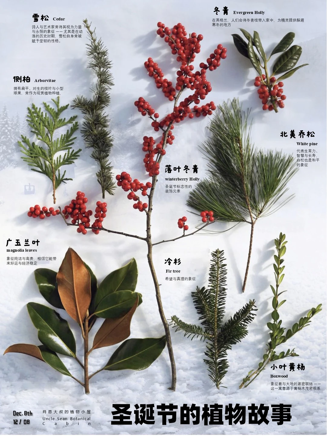 🎄圣诞绿植背后的象征：每一枝都有故事！