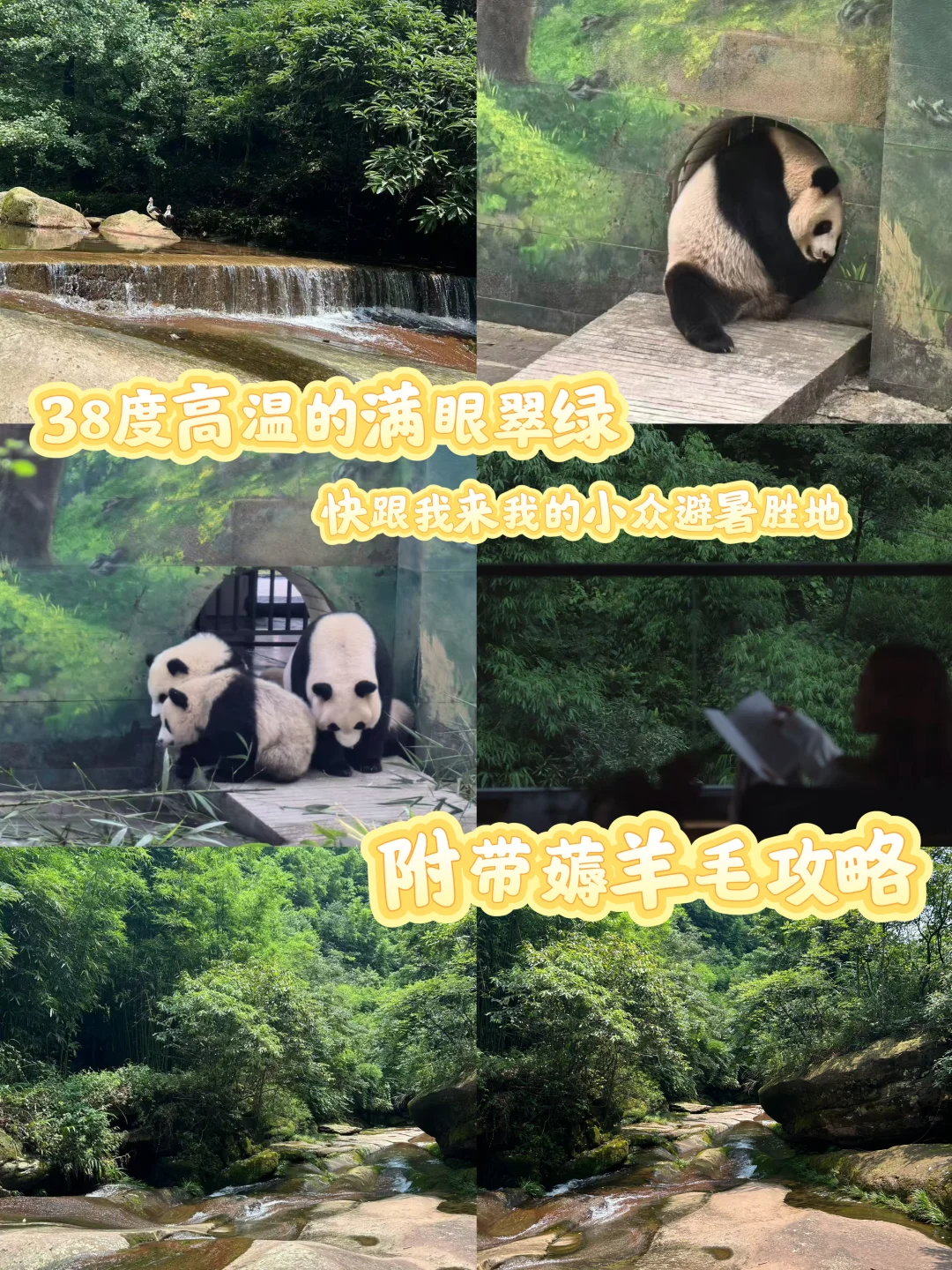 40度的夏天哪里逃？来碧峰峡吹风看🐼吧
