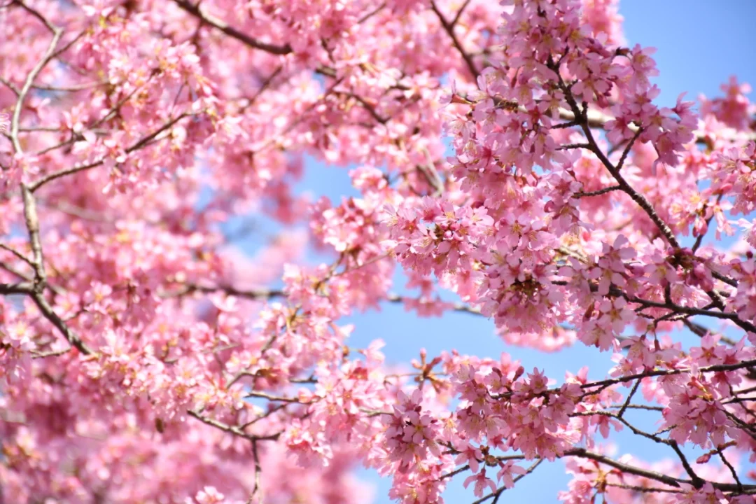 日本大阪|休闲治愈的鹤见绿地公园