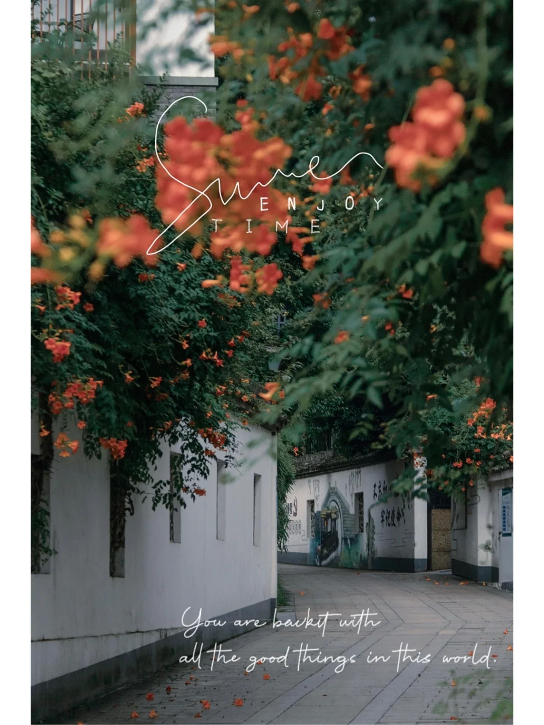 杭州花事｜运河边无人问津的巷口，开满凌霄花