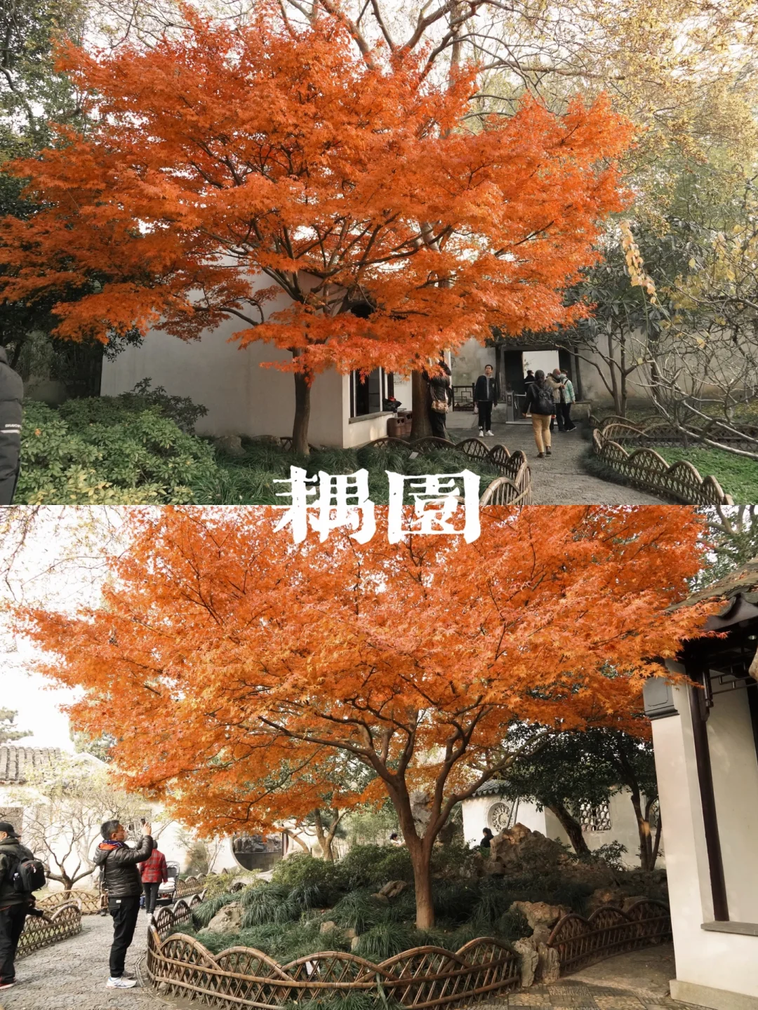 苏州园林 | 耦园的红枫浪漫了整个初冬🍁