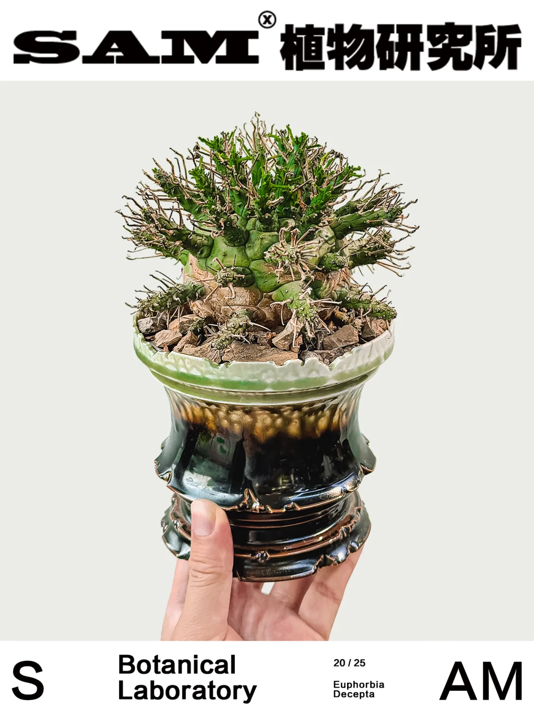 绿鬼玉｜Euphorbia Decepta