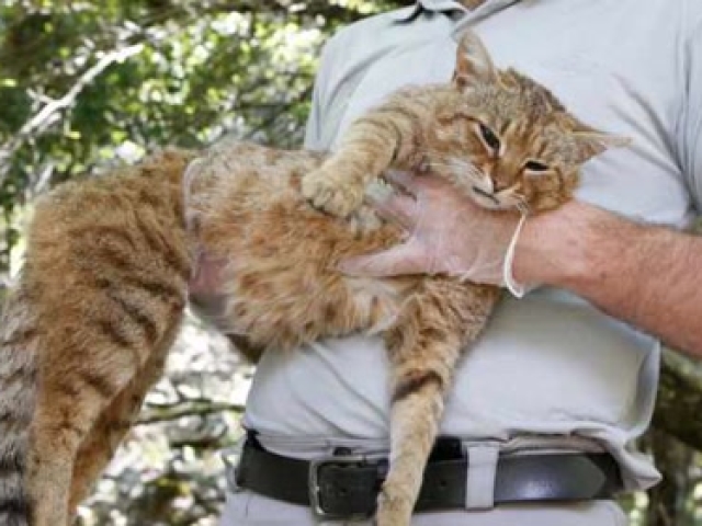 百余年来首次，猫科动物家族迎来一个全新现存物种，蒂尔卡约虎猫正式被科学界确认。
 
这个新物种生活在玻利维亚安第斯山东侧的云雾森林，体型比家猫还要小，成年个体体重只有1.4公斤，身上布满不规则的玫瑰状斑纹。基因检测结果显示，它早在一百四十万年前就和其他虎猫种群分开演化，是独立的物种分支，不是已知物种