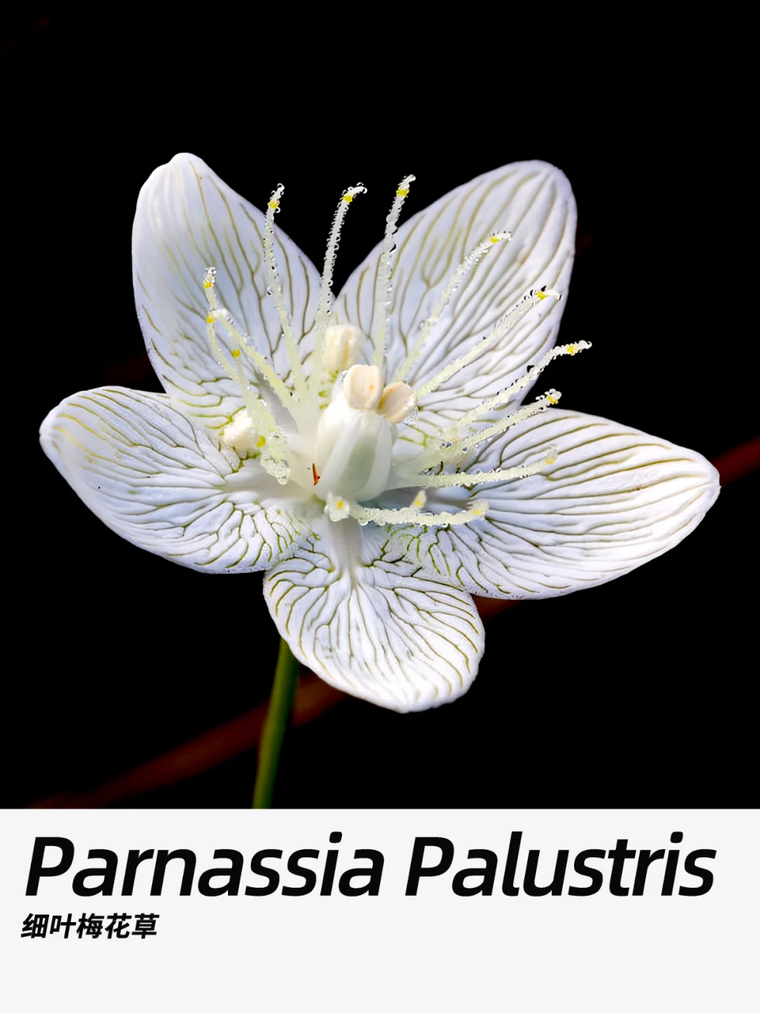 带你每天认识一种花材241｜细叶梅花草