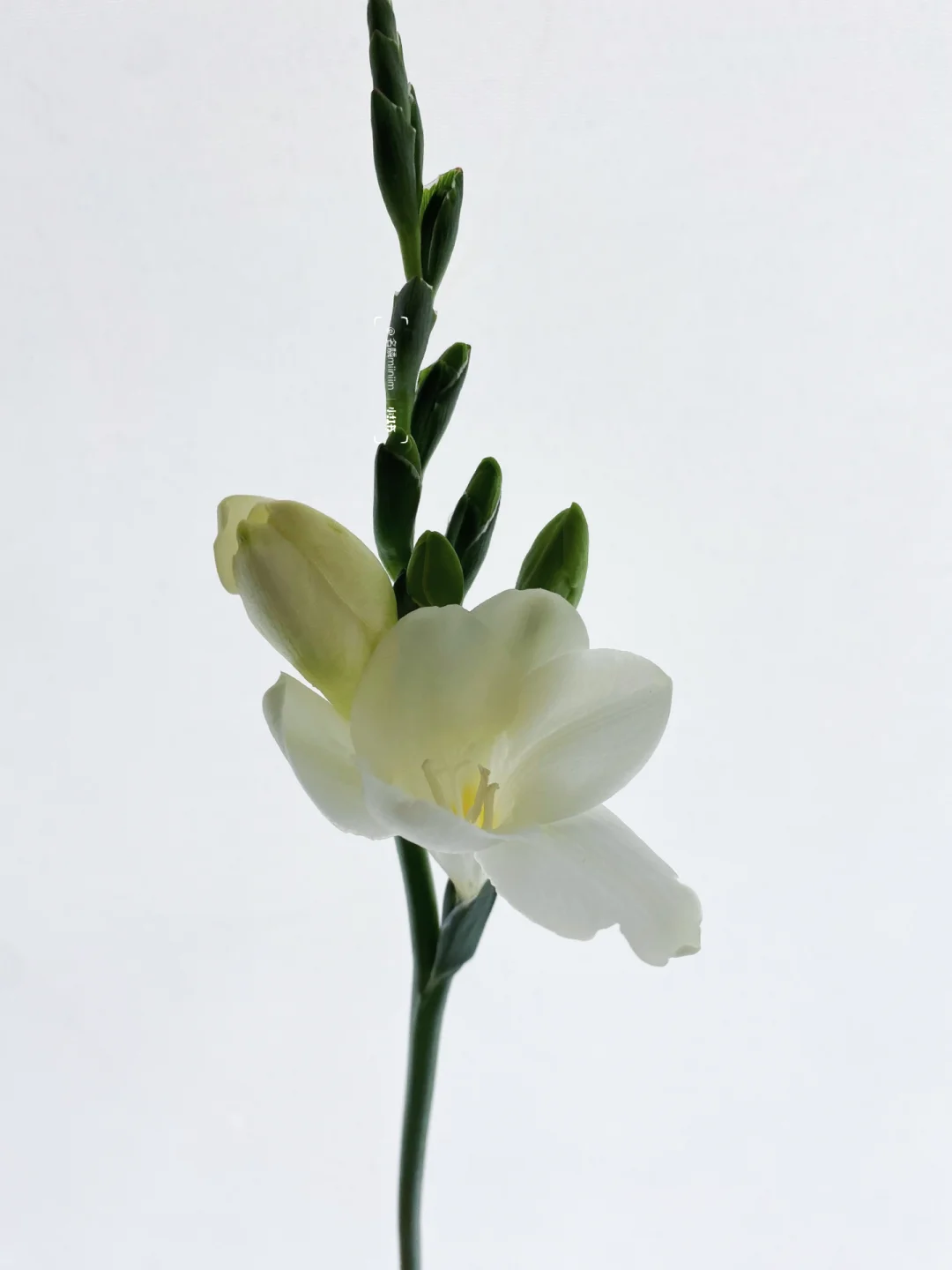 带你每天认识一种花材234｜小苍兰