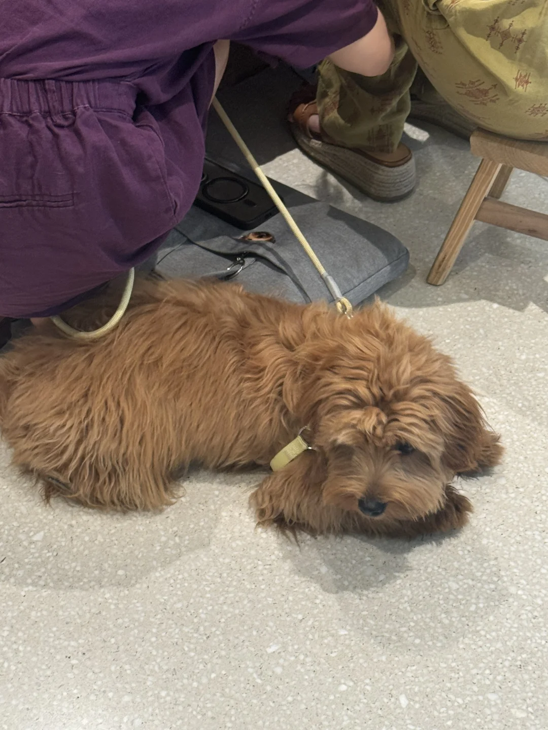 这是什么品种的小狗呀