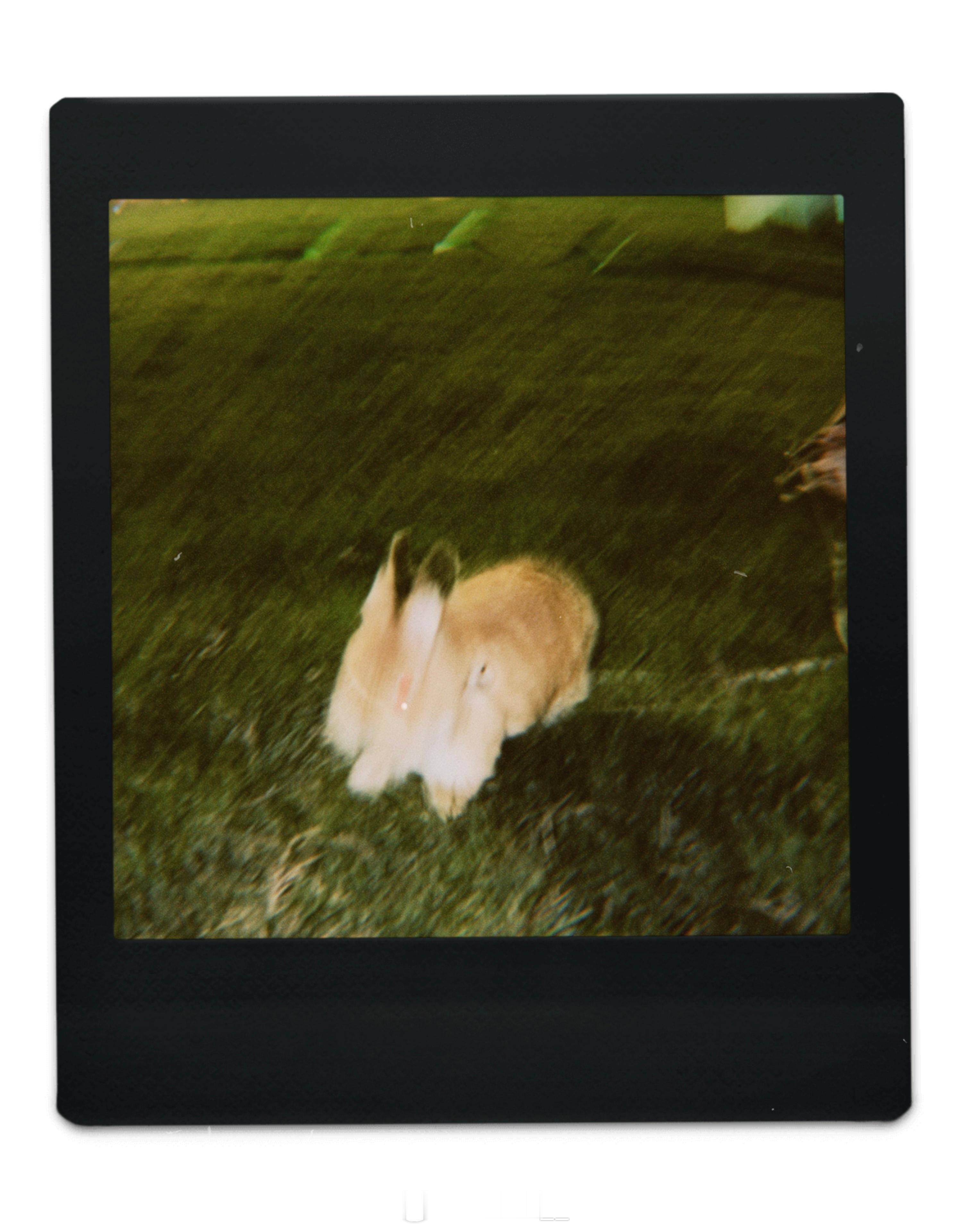 🐰  ​
