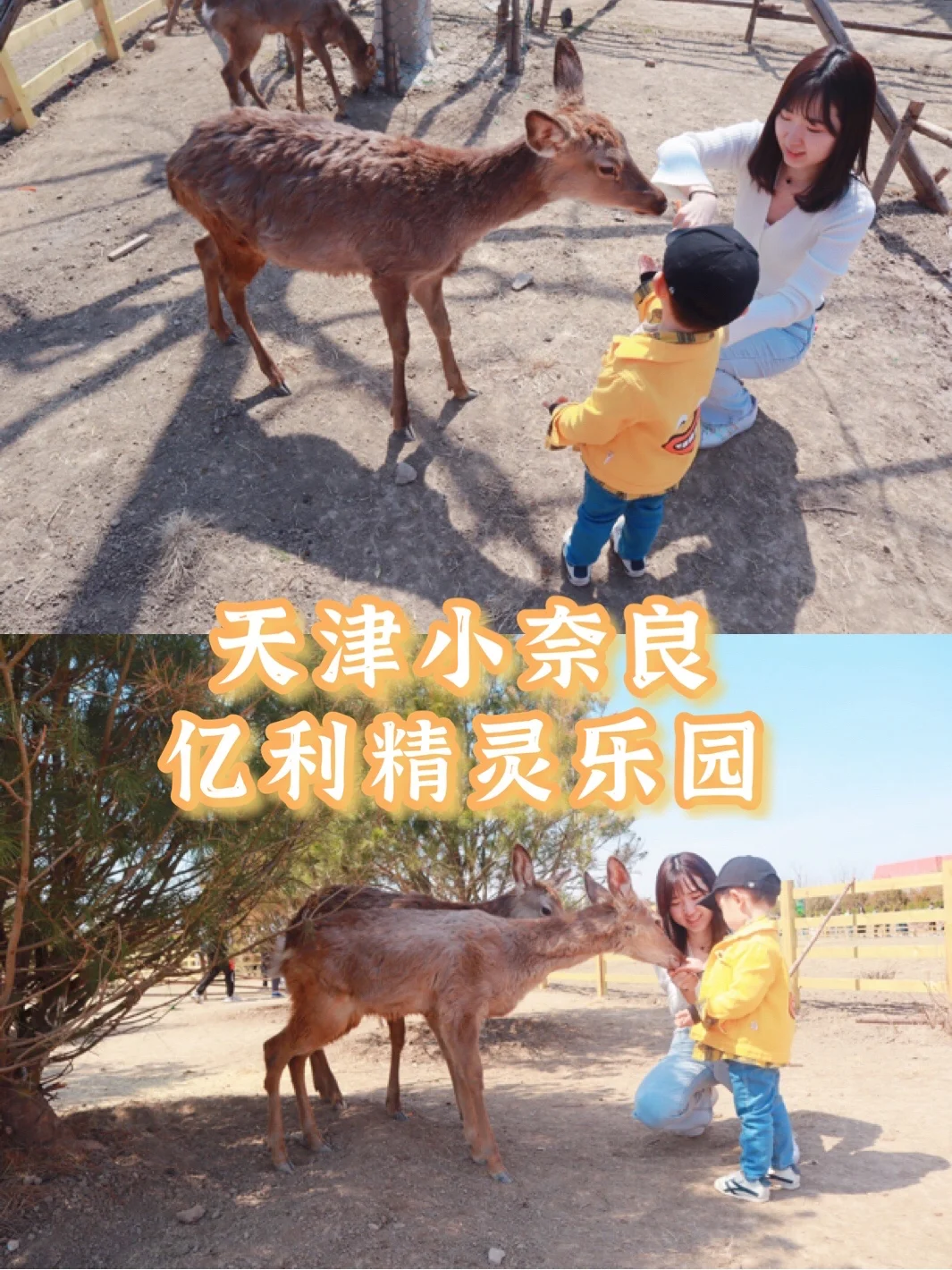 天津遛娃|喂鹿喂羊驼，让我一次喂个够