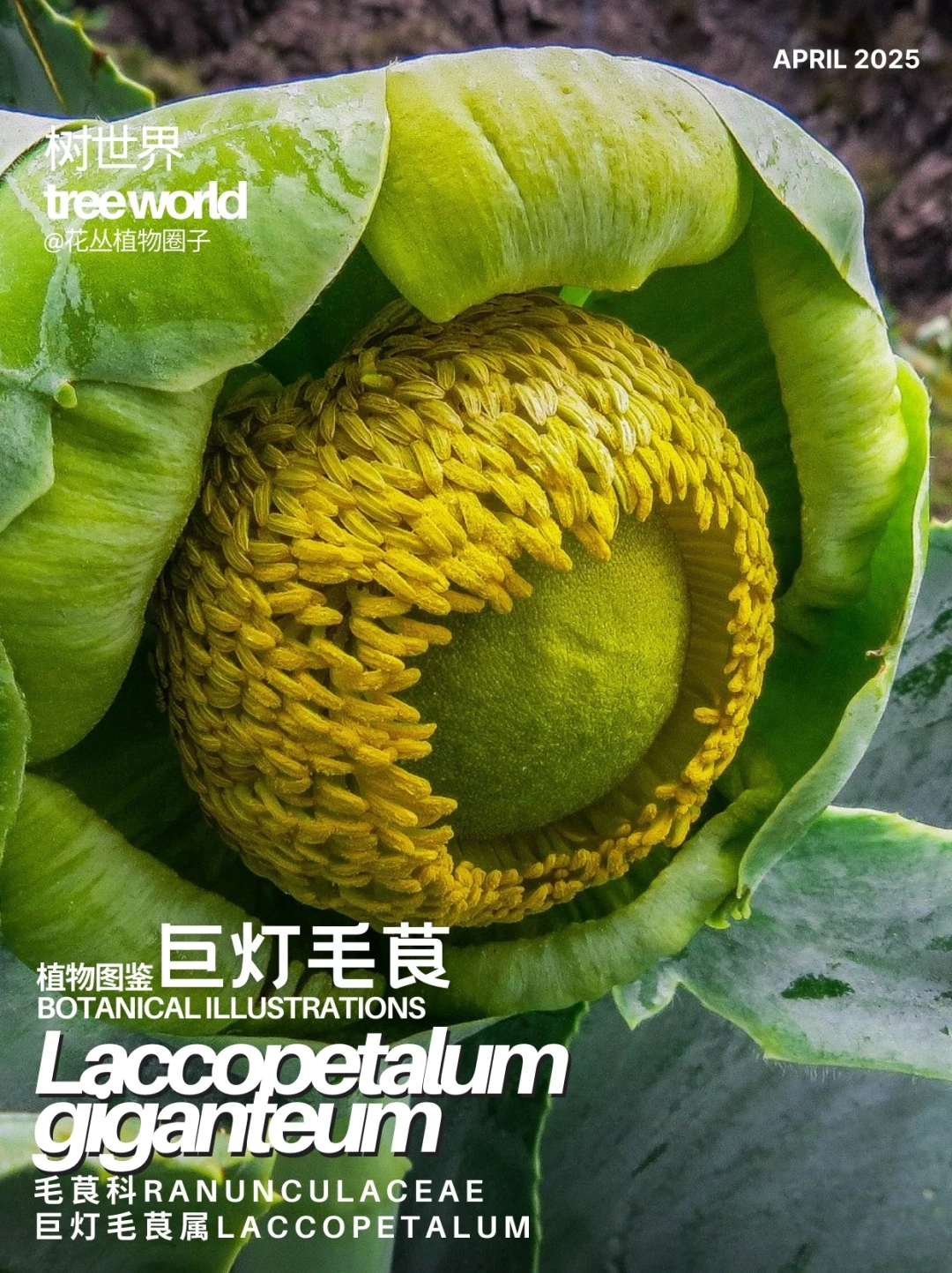 pacra pacra-巨灯毛茛