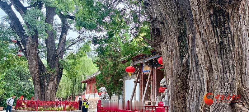 探访甘肃山河里的千年古树【天水春秋古柏2500岁了！甘肃还有多少古树藏于山河胜境】“山头南郭寺，水号北流泉。老树空庭得，清渠一邑传。”诗圣杜甫在秦州留下的诗句，让天水南郭寺春秋古柏被后世熟知。这株在唐代就已是老树的古木，历经千年风雨，依旧苍劲挺拔。2500年岁月沉淀，映照出甘肃省广袤大地上众多古树生生不息的生命力量。甘肃省第二次古树名木普查登记在册古树名木94401株，它们是无声的历史，鲜活生长在陇原大地。古树名木保护部门扛起守护重任，悉心照料这些活着的文物。 同城热点创作计划