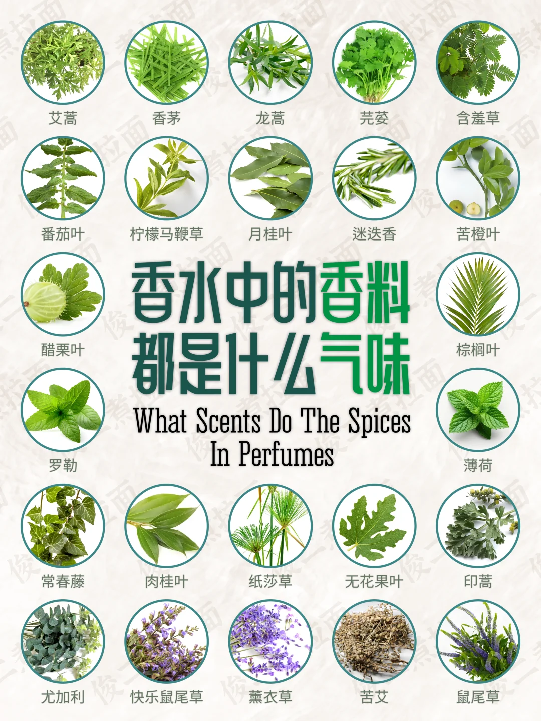 香水中的香料都是什么气味（草叶篇）