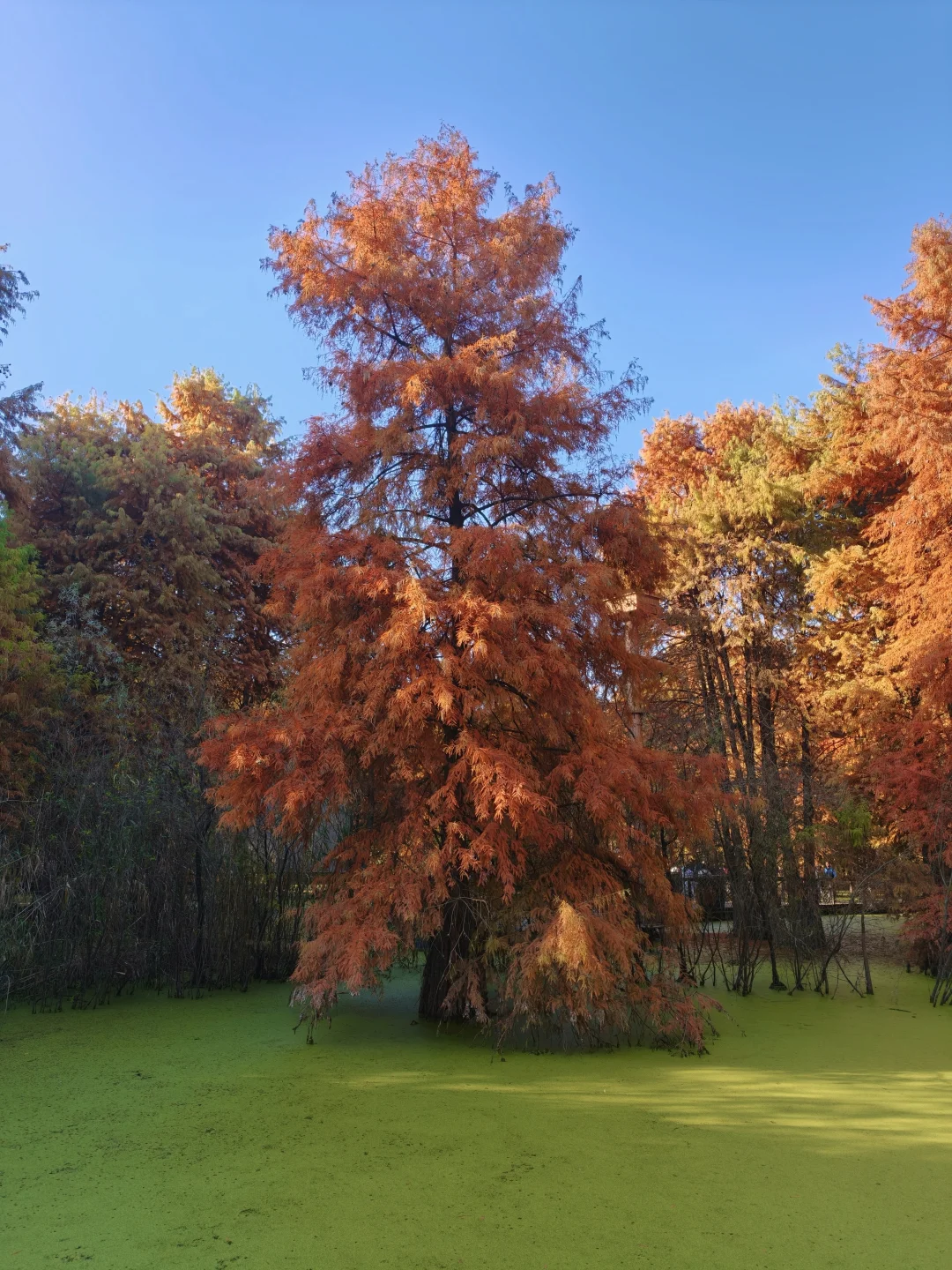 11.26实况！青山湖的水杉红了！！