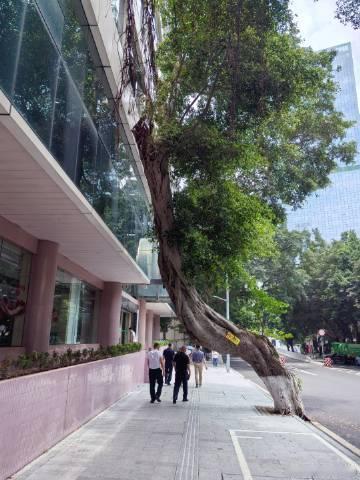 北园吃茶出来，到越秀公园散步，公园里很干净，又非常原生态，路过几波行政...