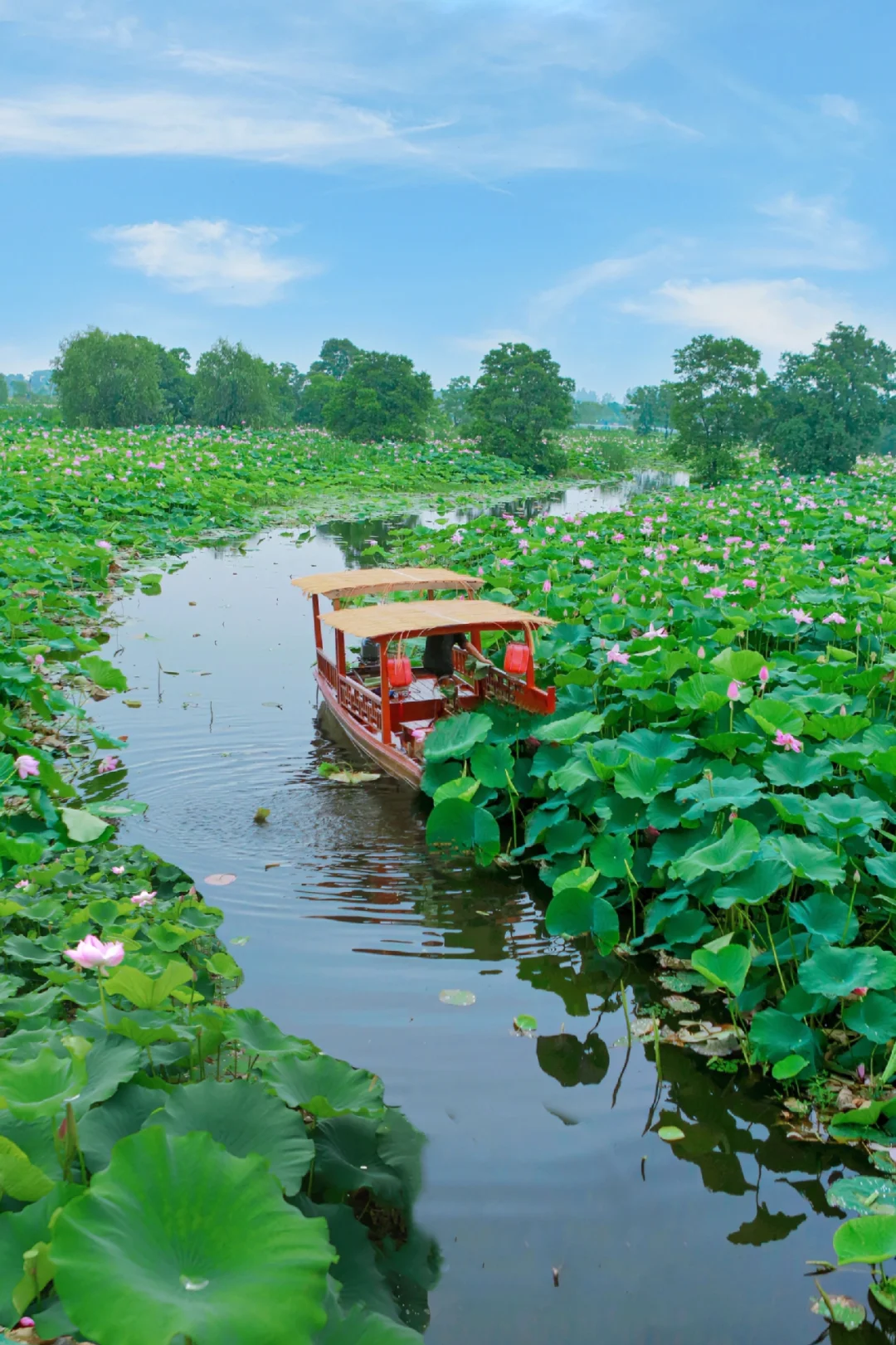 武汉遛娃｜赏荷游船🛶宝藏地‼️采荷花莲蓬🪷