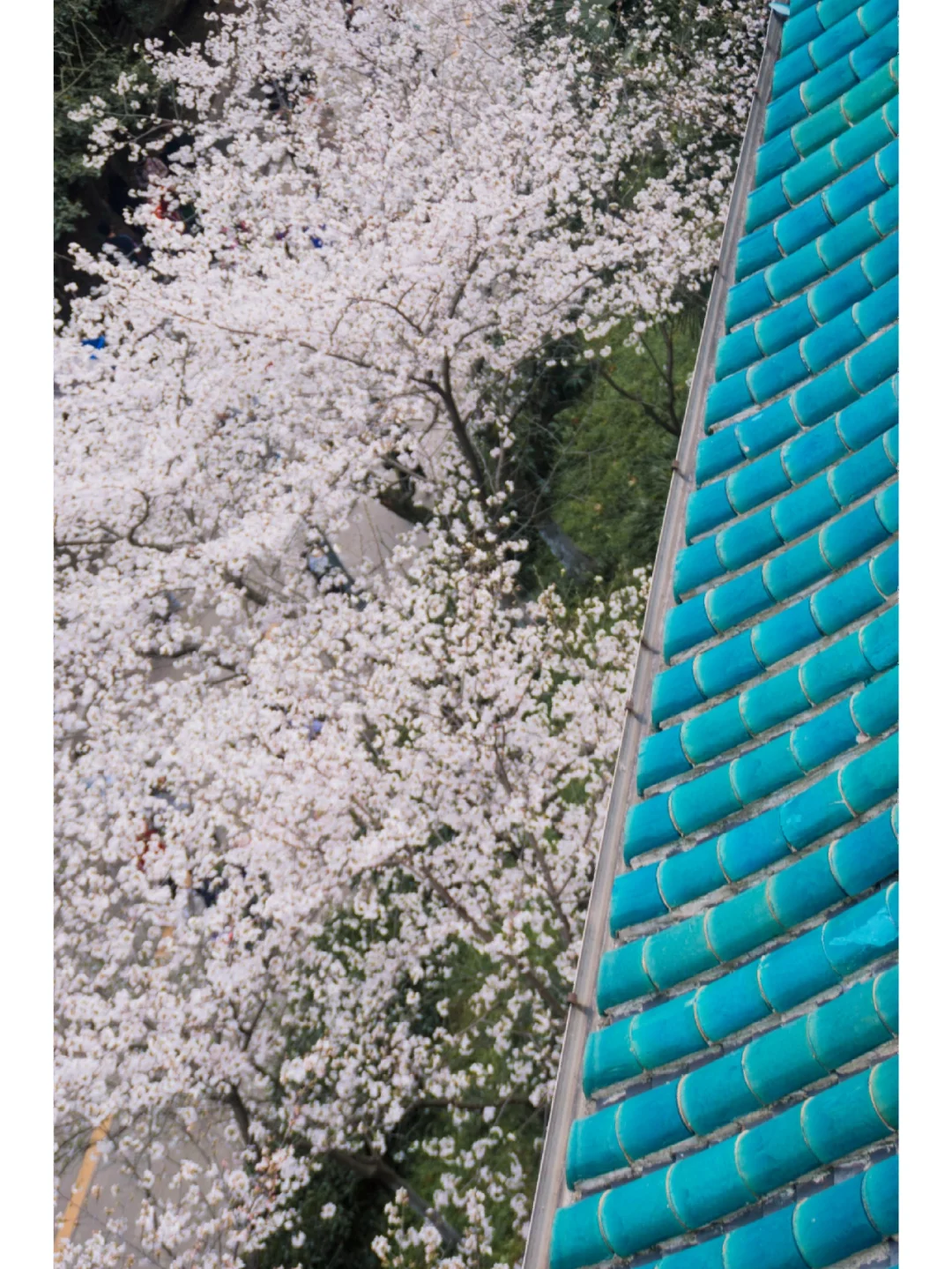 武大早樱开啦🌸这份保姆级赏樱攻略请收好