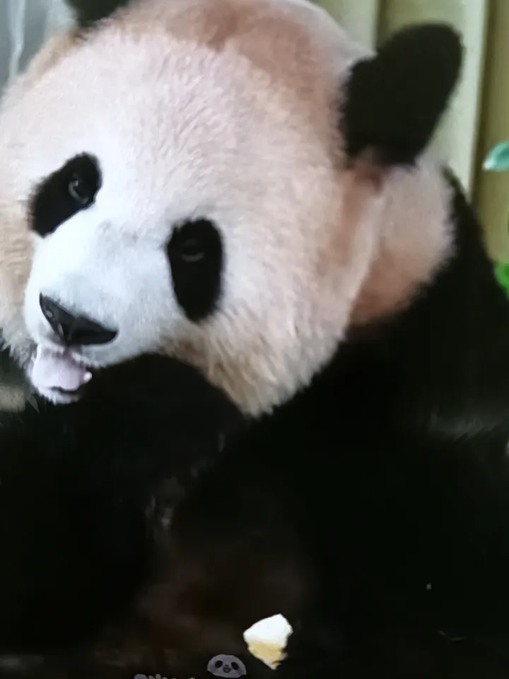 小月亮也有妈妈同款蜜桃脸，这基因遗传真的太会挑着优点长了。
之前颖儿晒新年库存照，付辛博把小月亮扛在肩上，小家伙戴着复古假发露出来的侧脸，圆乎乎的软组织撑着脸颊，和颖儿托腮自拍时的饱满蜜桃轮廓几乎是一个模子刻出来的。
之前还刷到过小月亮复刻妈妈爬架绝活的视频，圆滚滚的小身子窜得飞快，脸蛋上的软肉跟着