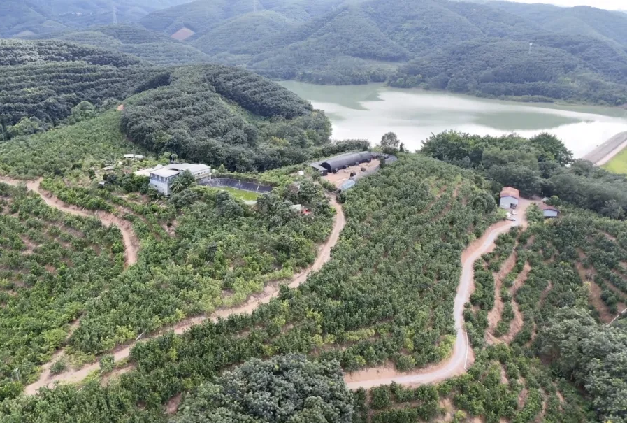 单株最多结34个！国产榴莲大丰收，以后榴莲要降价了？