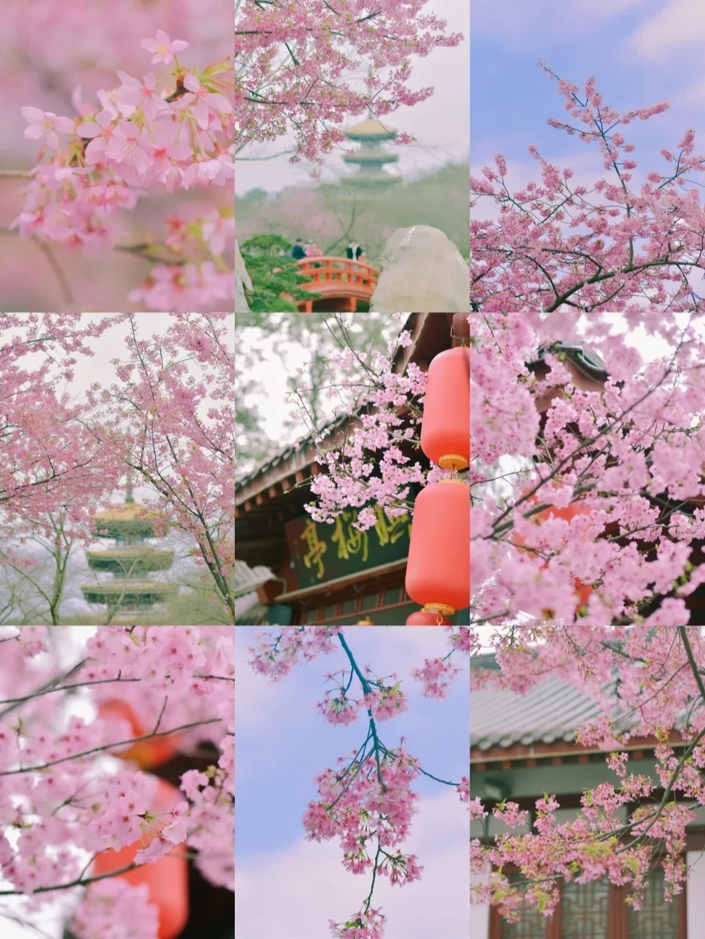 樱花快开啦/这不是日本，是武汉东湖❗️