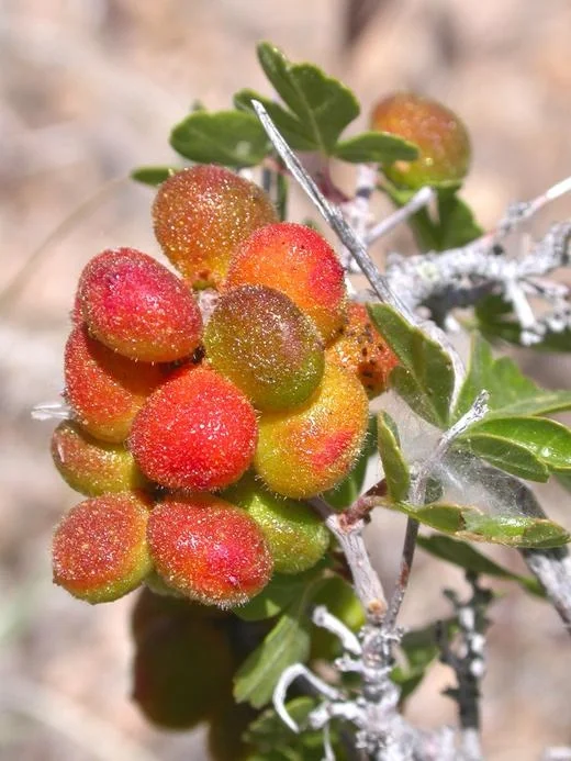 稀有小浆果 咸柠檬Rhus trilobata