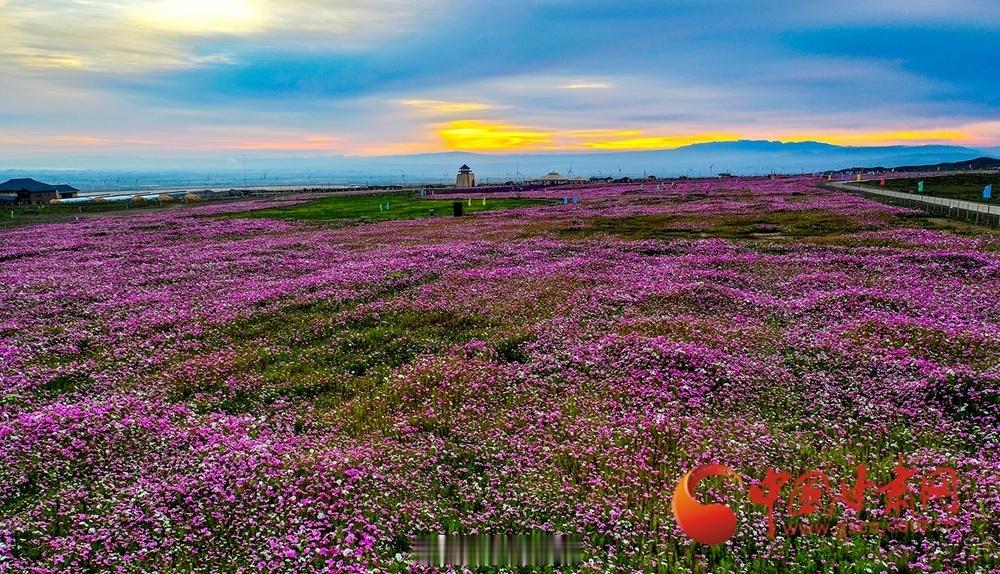 甘肃景泰藏着古城花海秘境【景泰：花海伴龟城 中秋惊艳亮相】中秋节期间，景泰县寺滩镇永泰龟城之畔，漫花庄园数百亩花海全面盛放。各色花卉色彩浓郁、次第绽放，向假日游人献上一场视觉盛宴；为巍巍寿鹿山增添一道亮丽风景，也为古朴沧桑的金龟城妆点出一抹浓浓秋色。晨光洒落花海，映衬古城，也映照新城。花蕾花瓣晶莹剔透，花朵疏密有致，尽情沐浴秋日暖阳。昔日戈壁滩、今日米粮川，在晨光中尽显生机与活力。远处，风电旋转；近处，沟壑纵横、道路蜿蜒，玉米田金黄一片，蓄水池点缀其间，一幅幅自然生态画卷徐徐铺展。游客在花丛中或翩翩起舞，或打卡拍照，悠闲享受这自然生态美景。漫花庄园门口，非遗传承——寺滩小曲浪漫上演，唱颂历史，也歌唱新时代。同城热点创作计划文旅中国行