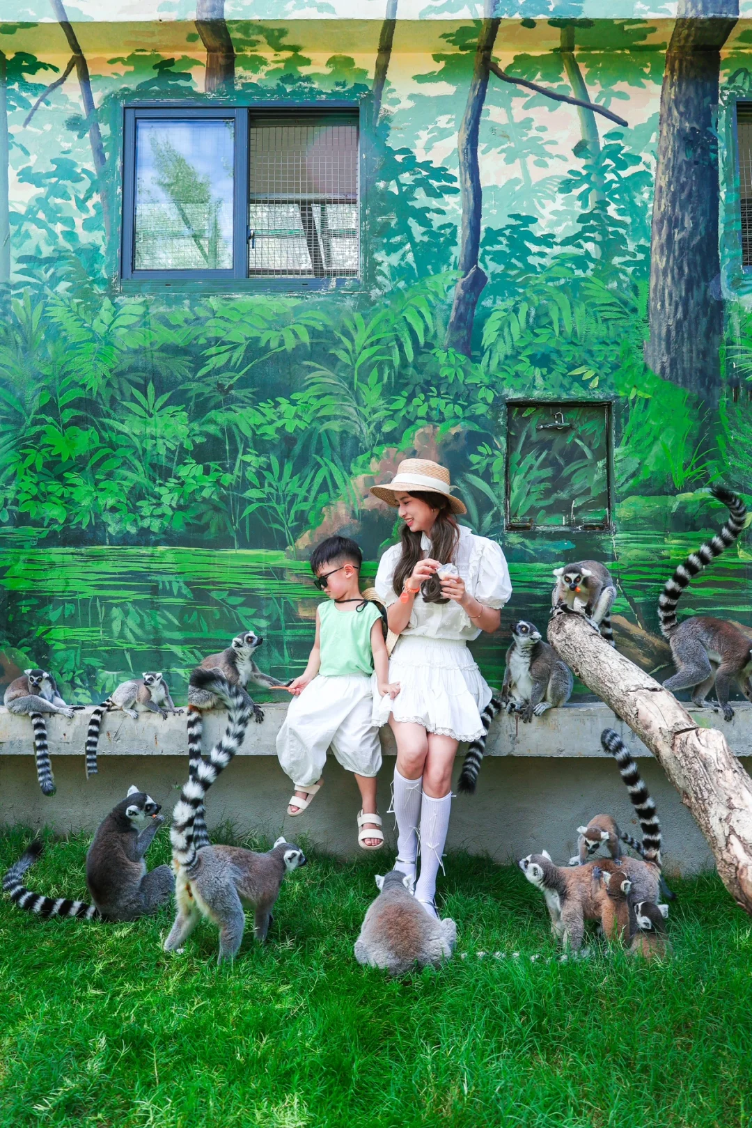 我天‼️在武汉找到了全是环尾狐猴的小岛🐒