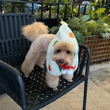 布丁狗