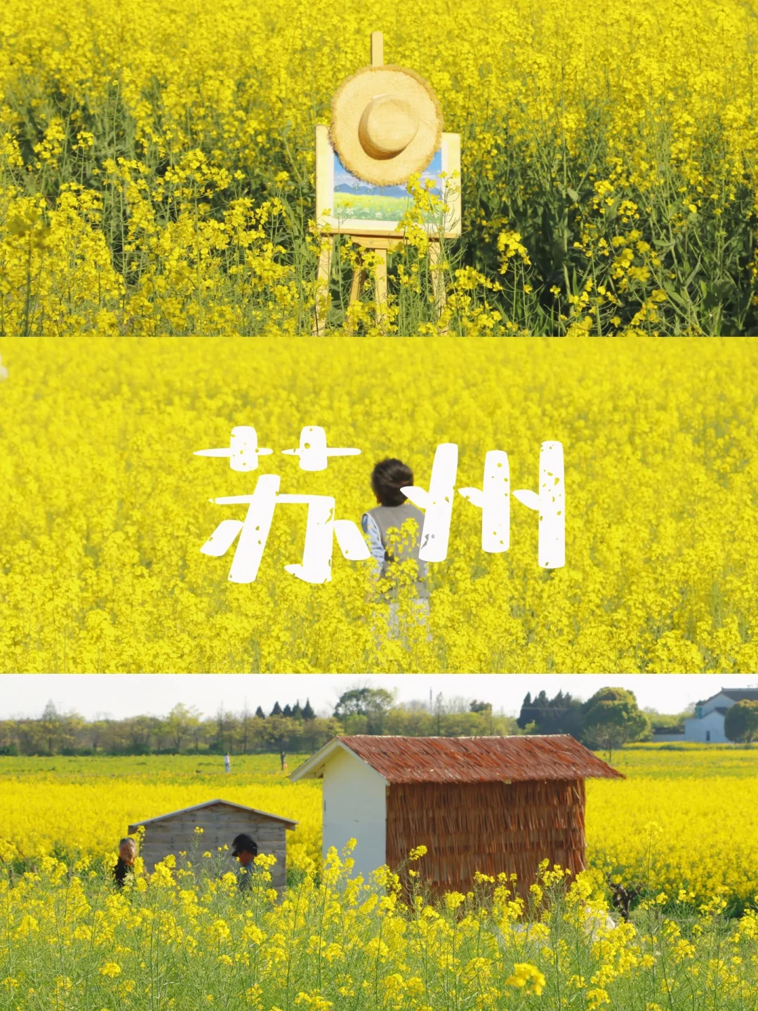 苏州📍超小众的免费油菜花海🌼清明好去处‼️