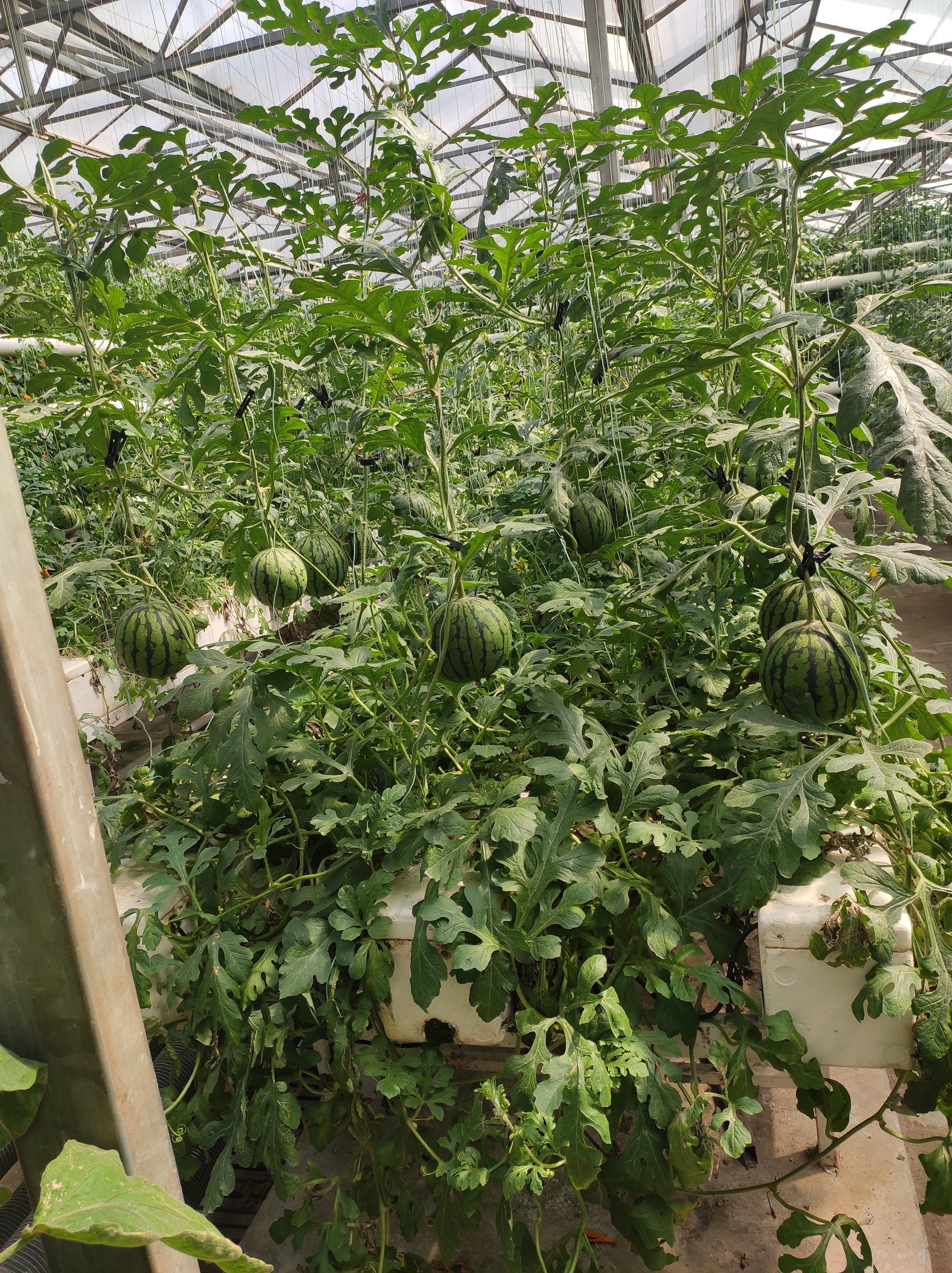 长城、比亚迪谁更出色?